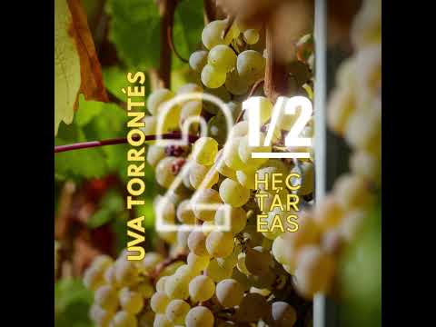 MP INMOBILIARIA Vende Finca Agrícola Sierras Azules, Zonda San Juan Argentina