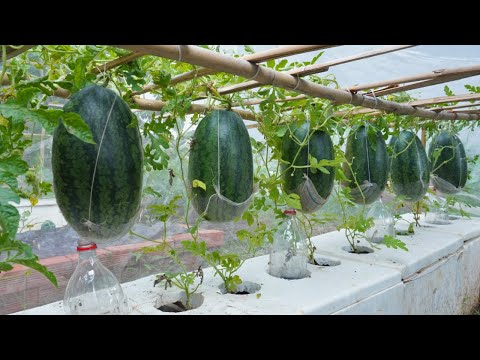 You just need to do this way watermelon will be very succulent sweet grow watermelon in pallets