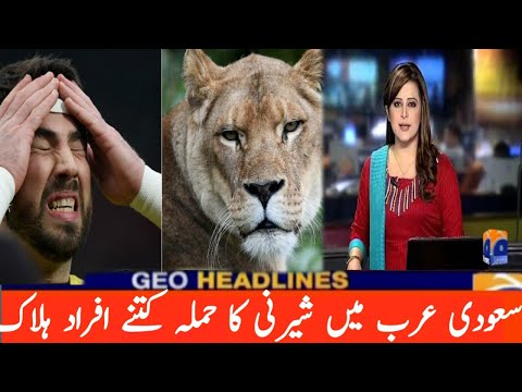 How many people were killed in a tiger attack in Saudi Arabia?  Nomi News