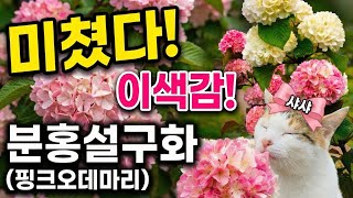 “이거 수국 아닙니다… 정원 분위기 완전히 바꾸는 분홍 설구화!(핑크오데마리)전지 타이밍, 정원 포인트 식재…