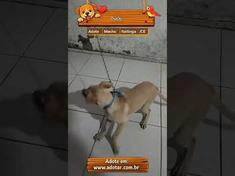 Vídeo de Dudu 