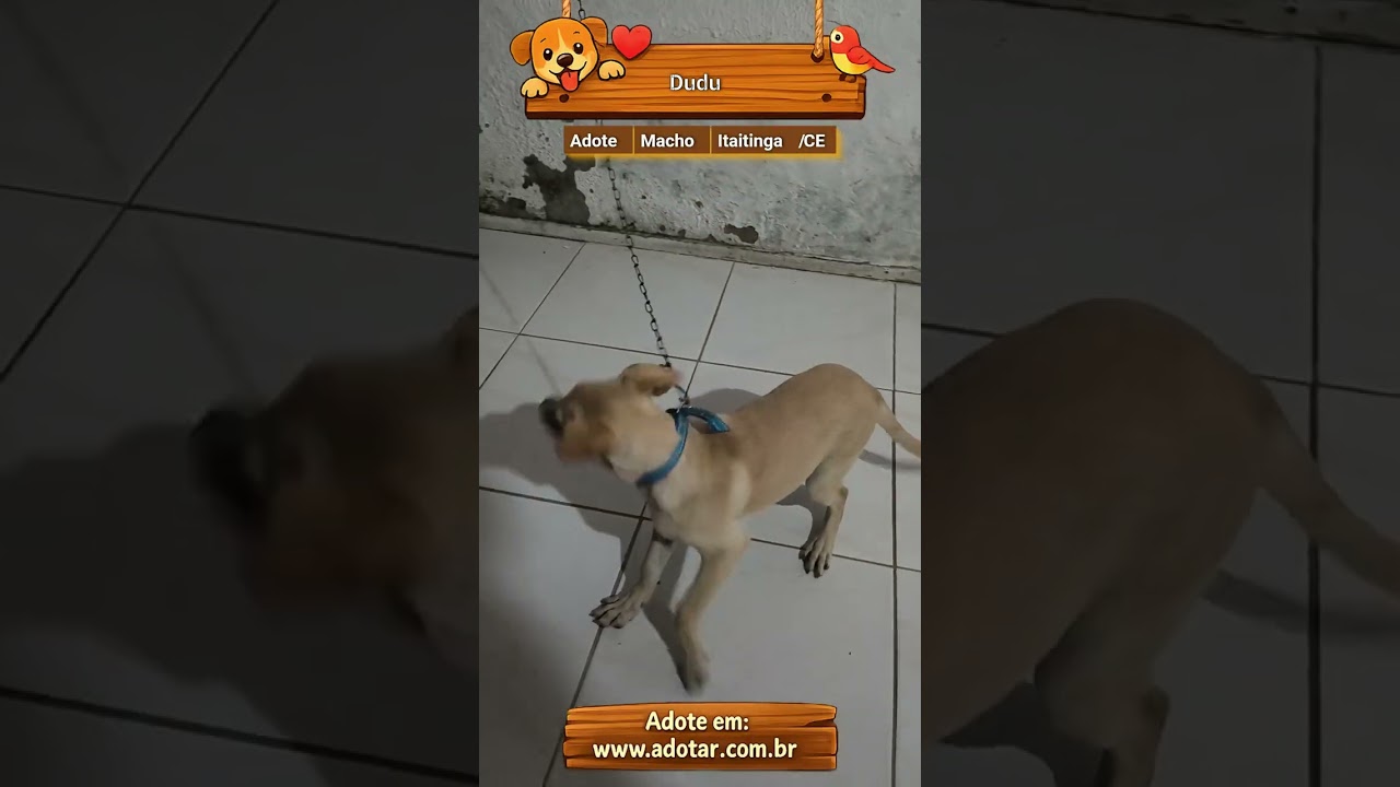 Cachorro raça SRD-ViraLata idade 2 a 6 meses nome Dudu 