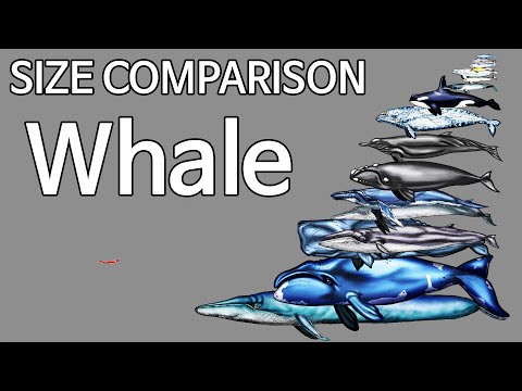 whale size comparison