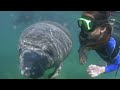 Your Family S Gotta Try This Snorkeling With Manatees In Crystal River