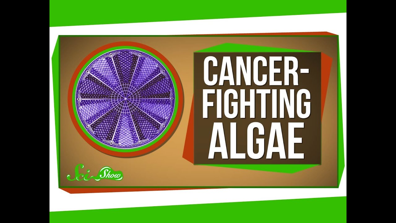 Genetically Engineered Cancer-Fighting Algae