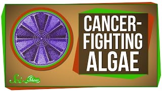 Genetically Engineered Cancer-Fighting Algae