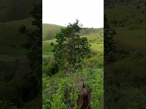 Belezas da zona rural. Cravolândia BA #natureza #shorts