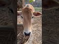 Goru Ki Samne Dance Karne Ka Natija Viral Funny Shorts