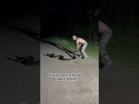 How to catch a 16 foot Burmese Python!!! Found in the Florida Everglades!
