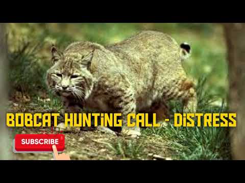 Bobcat Hunting Call - Bobcat Distress - 6 Mins - Free Download