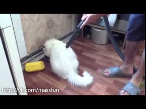 Коты и пылесосы