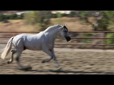 Grey Andalusian Horse Video