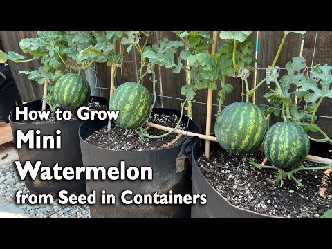 How to Grow Watermelon from Seed in Containers | Easy Planting Guide 🍉