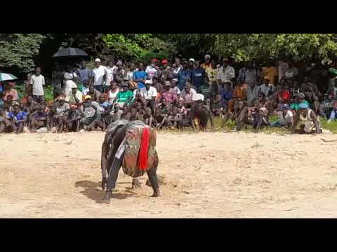 lutte traditionnelle Diembering vs Niomoune