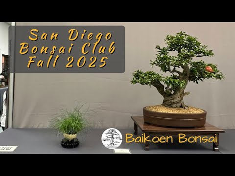 San Diego Bonsai Club 2025 Fall Show | Bonsai Exhibition