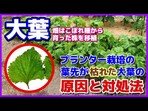 葉先が黒くなる原因は？どうすれば修正できますか?  庭園