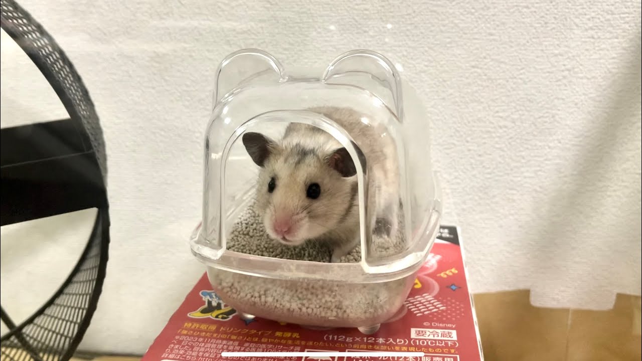 ポンちゃんはおシッコした後は、チン×2掃除するので説教しておきました【声あり】