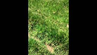 Le chant des cigales