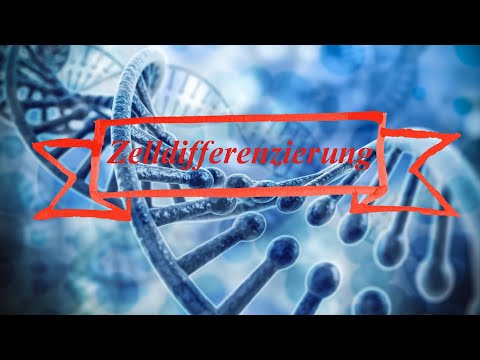 Zelldifferenzierung - Toti- Pluri und Multipotenz (einfach erklärt) // Deutsch