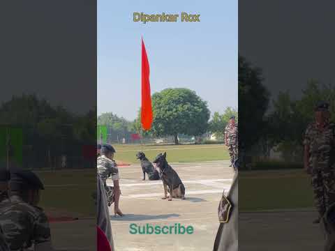 Indian army dog demo#Shorts