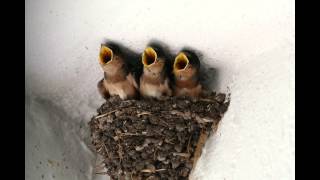 no pay no play - Bob James (parodia)