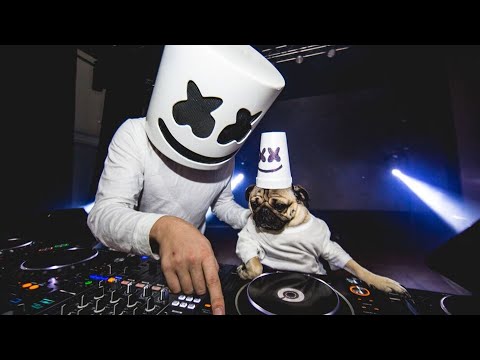 Doug The Pug x Marshmello - Music Video