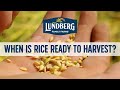 When Is Rice Ready To Harvest