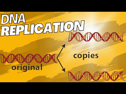 DNA Replication: The Key Points for AP Bio in 8 Minutes