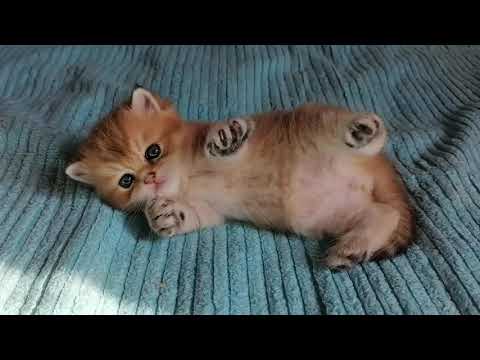 FRANCIE CHOCOLATE BOUTIQUE