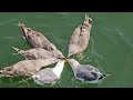Seagull Feeding Frenzy