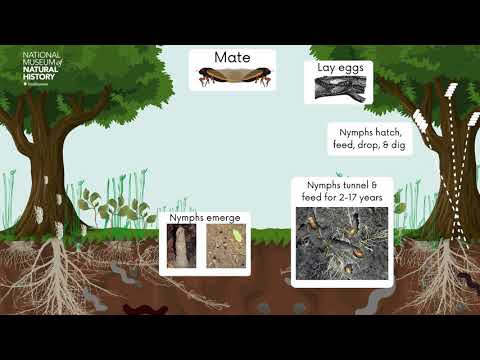 Cicada Life Cycle Video