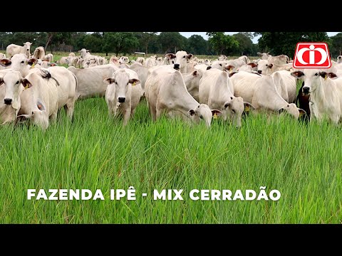 Confira as vantagens do Mix Cerradão na Fazenda Ipê