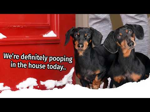 Ep 22: The Dogs Get a SNOW DAY!! — (Cute Dogs Get Into Trouble)