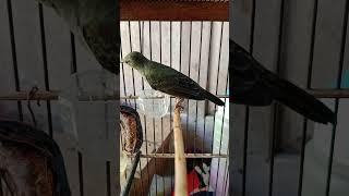 Download lagu Masteran Korlap Betina Gacor Nembak mp3 Download lagu Masteran Korlap Betina Gacor Nembak mp3