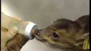 Mortification - Scrolls of the Megilloth