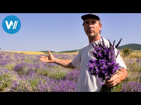 The Lords of Lavender (360° - GEO Reportage)