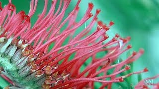 Growing Western Australian Native Plants