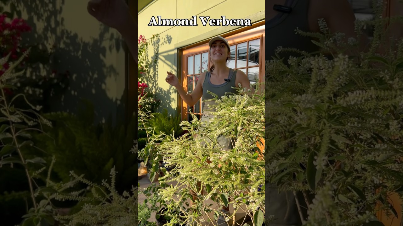Almond Verbena Care & Growing Tips