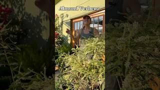 Almond Verbena Care & Growing Tips