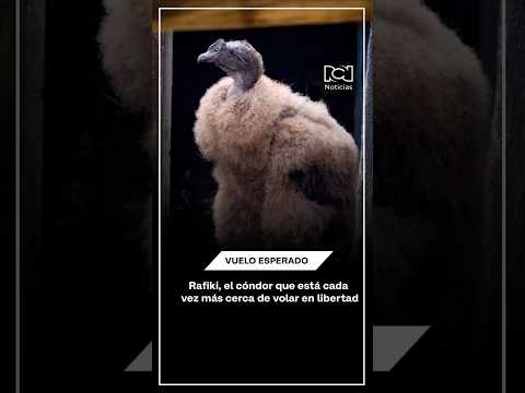 Rafiki se prepara para volar libre en el páramo El Almorzadero de Santander.