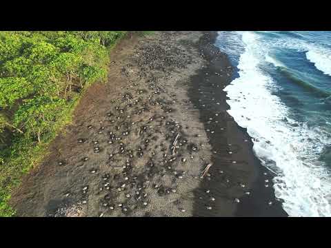 Arribada Playa Ostional Costa Rica (Drone 4k Olive Ridley Turtles)