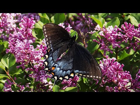 Необыкновенно красивые бабочки Штата Миссури #145