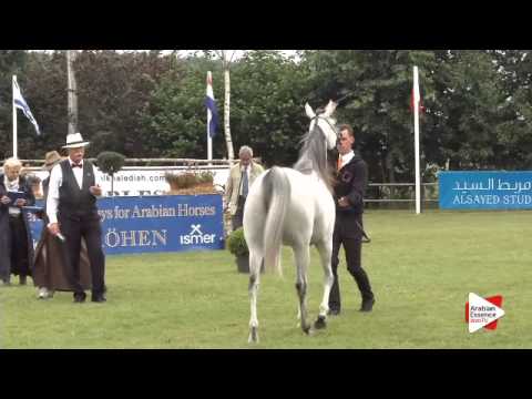 N.119 BAHIA ALFABIA - Ströhen 2015 B-Show - Fillies 3 years old (Class G)