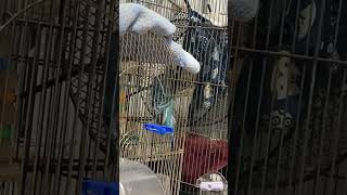 セキセイインコの首振り