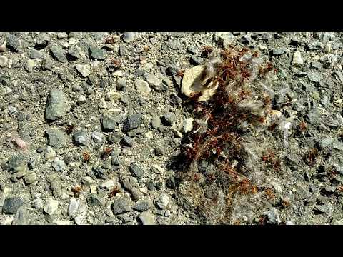 Citronella Ants Mistaken as Termites in Deal, NJ