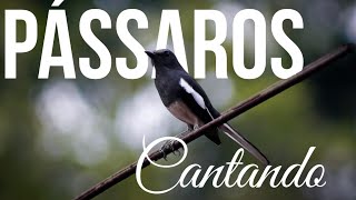 [Pssaros cantando] Vem relaxar e sentir como se estivesse na natureza