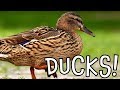Ducks Duck Facts For Kids And Toddlers