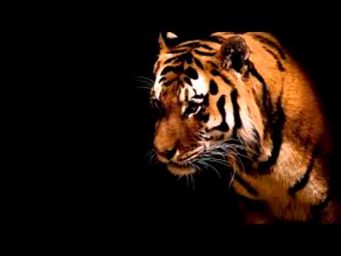 Angelou x Innomine x Curly Music   I Will Never