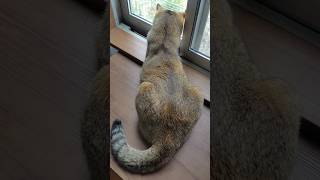ニャルソック監視中 #shorts