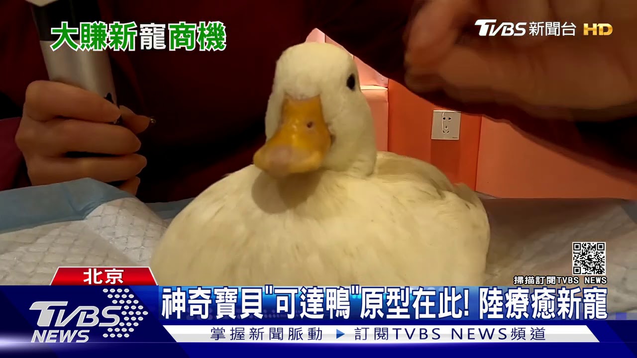 神奇寶貝「可達鴨」原型在此！　陸療癒新寵